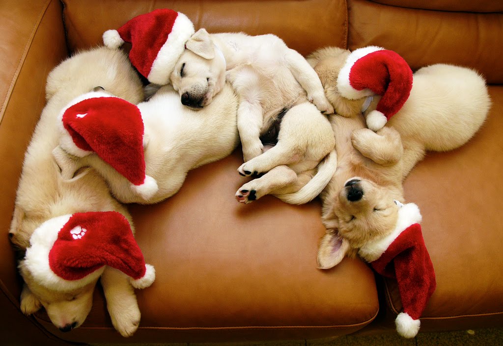 cute christmas puppies